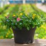 Combo – Pink Lemonade – 12″ Patio Pot